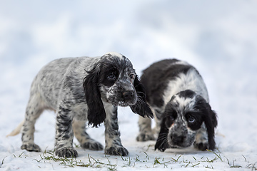 Image showing cute baby of dog English Cocker Spaniel puppy