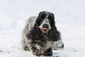 Image showing english cocker spaniel dog in snow winter