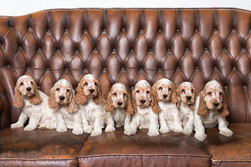 Image showing family of English Cocker Spaniel with small puppy