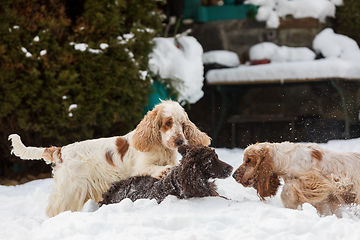 Image showing english cocker spaniel dog in snow winter