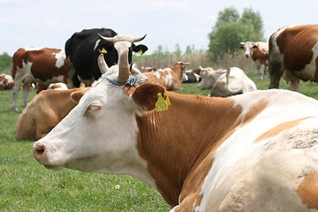 Image showing cows 