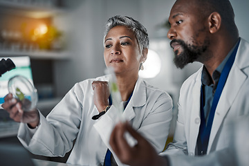 Image showing Science team, woman and plants in petri dish for black man, analysis or lab research for future food security. Mature scientist expert, group or focus on laboratory study for agriculture innovation