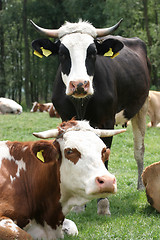 Image showing cows 