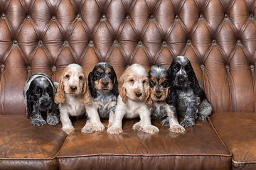 Image showing small purebred English Cocker Spaniel puppy