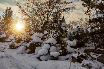 Image showing beautiful winter garden covered by snow