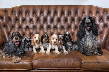 Image showing family of English Cocker Spaniel with small puppy