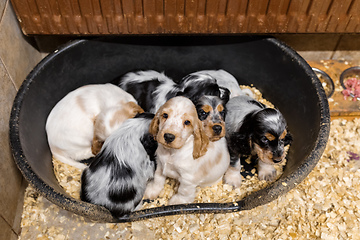 Image showing small purebred English Cocker Spaniel puppy