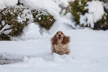 Image showing english cocker spaniel dog in snow winter