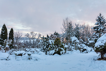 Image showing beautiful winter garden covered by snow