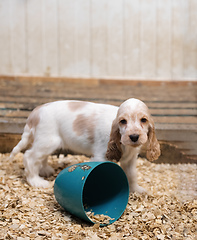 Image showing small purebred English Cocker Spaniel puppy