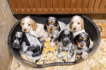 Image showing small purebred English Cocker Spaniel puppy