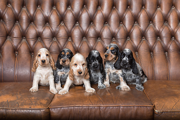 Image showing small purebred English Cocker Spaniel puppy