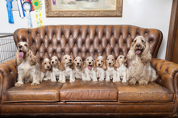 Image showing family of English Cocker Spaniel with small puppy