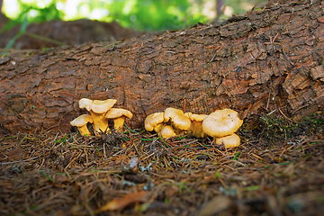 Image showing chanterelle mushroom growing in the woods