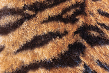 Image showing detail of real tiger fur