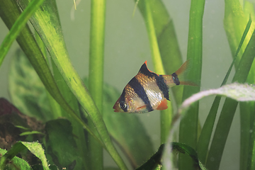 Image showing tiger barb in planted tank