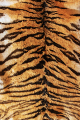 Image showing tiger fur beautiful backdrop