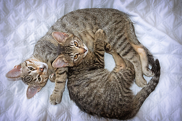 Image showing two cute kittens