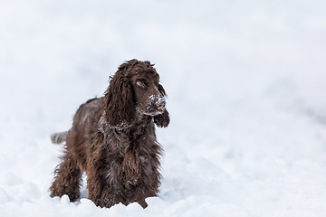 Image showing english cocker spaniel dog in snow winter