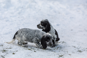 Image showing cute baby of dog English Cocker Spaniel puppy