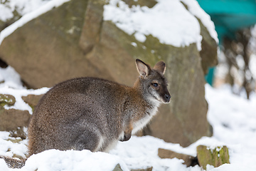 Image showing Red-necked Wallaby in snowy winter