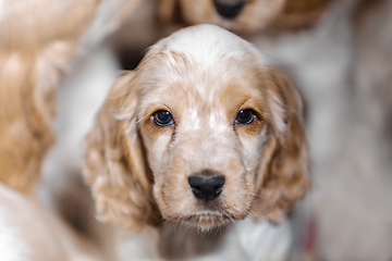 Image showing small purebred English Cocker Spaniel puppy