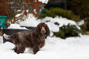 Image showing english cocker spaniel dog in snow winter