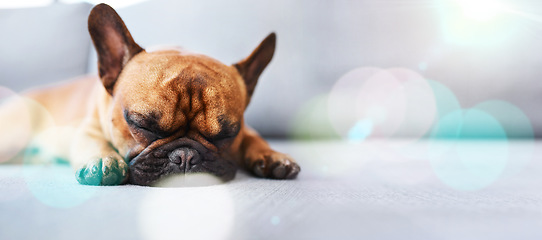 Image showing Lazy, cute and sleeping dog relax, tired and a puppy in home or house floor with mockup space. Animal, pet or french bulldog is calm and resting on cozy carpet dreaming with lens flare indoors