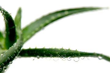 Image showing aloe vera