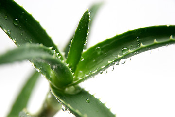 Image showing aloe vera