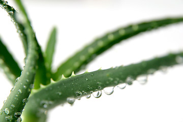 Image showing aloe vera