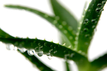 Image showing aloe vera