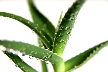 Image showing aloe vera