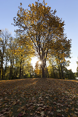 Image showing Sunny weather with sunlight