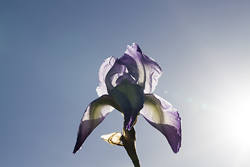 Image showing purple iris flower