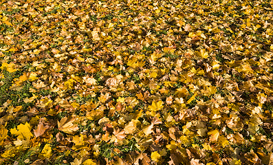 Image showing autumn natural
