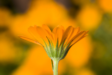 Image showing orange calendula flowers