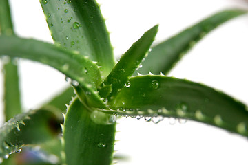 Image showing aloe vera