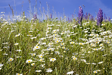 Image showing chamomile field