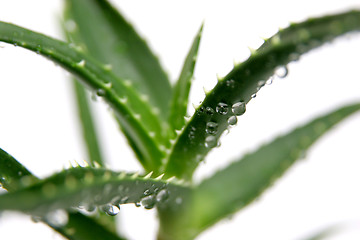 Image showing aloe vera