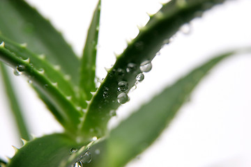 Image showing aloe vera