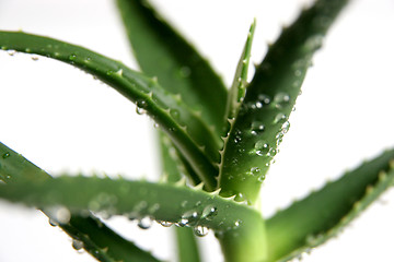 Image showing aloe vera