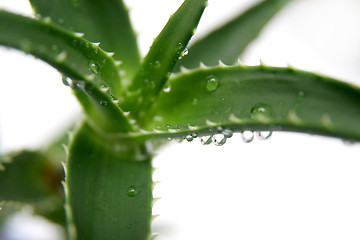 Image showing aloe vera