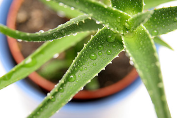 Image showing aloe vera