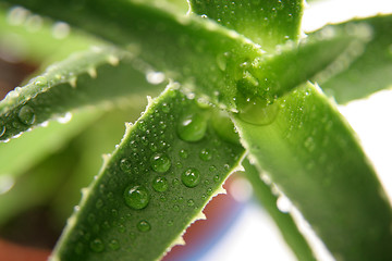 Image showing aloe vera