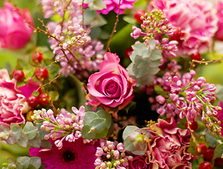 Image showing Roses, outdoor and morning in garden with closeup for growth, color and plants for valentines day gift. Flowers, leaves and sustainable gardening for beauty, bouquet or spring floral bush in nature