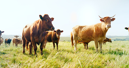Image showing Farm, nature and cow field in countryside with peaceful animals eating and relaxed in sunshine. Livestock, farming and cattle for South Africa agriculture with green grass in pasture landscape.