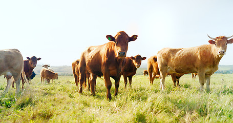 Image showing Farm, nature and cow field in countryside with peaceful animals eating and relaxed in sunshine. Livestock, farming and cattle for South Africa agriculture with green grass in pasture landscape.