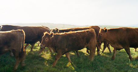 Image showing Farm, nature and cow field in countryside with peaceful animals eating and relaxed in sunshine. Livestock, farming and cattle for South Africa agriculture with green grass in pasture landscape.