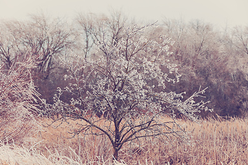 Image showing Iced tree and shrubs in a winter